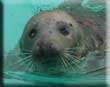 Blind and injured seal washes up on Sanctuary doorstep