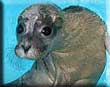 Seal influx prompts appeal by Sanctuary