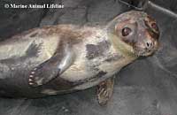 INGEMAR, a Hooded seal