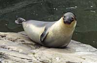 INGEMAR, a Hooded seal