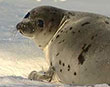 The Canadian Seal Hunt: Facts and Fiction