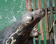 SEAL INJURED AT ST IVES DURING SUMMER IS ALIVE