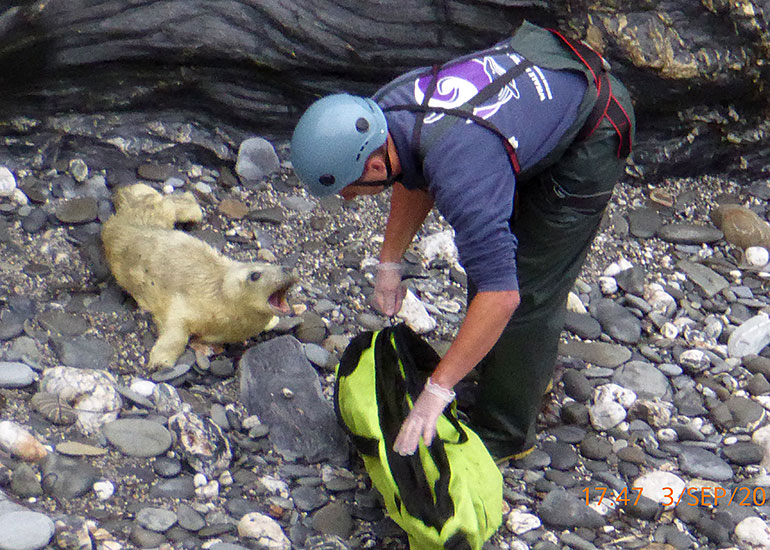 First rescued pup of the 2014/15 season
