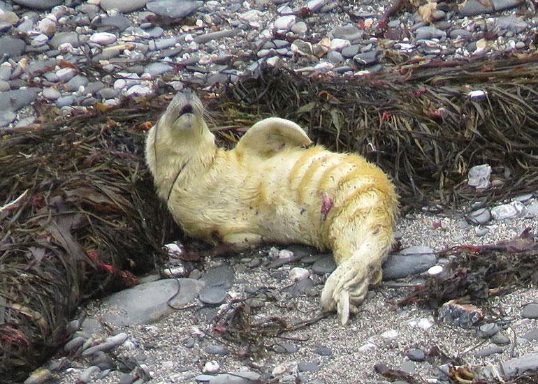 First rescued pup of the 2014/15 season