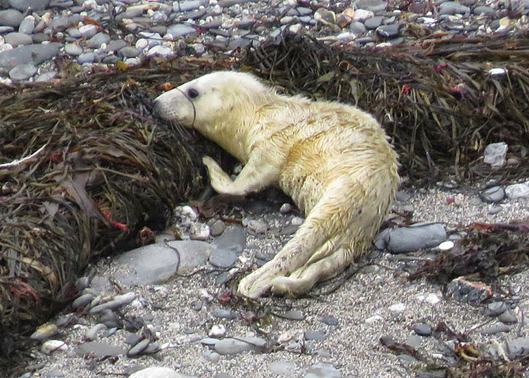 First rescued pup of the 2014/15 season