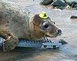 Have you spotted a seal wearing a yellow hat yet?