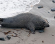 The Seal Movement