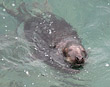 Wildlife watching: Lizard Point