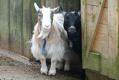 Dennis and Ernie