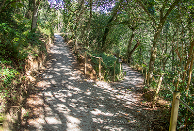 Beautiful Woodlands Walk