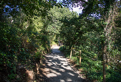 Beautiful Woodlands Walk