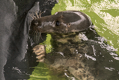 Willow does enjoy playing with the pool's canopy