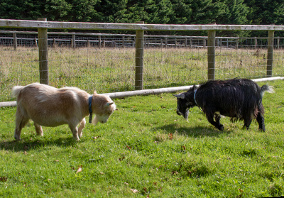 Marvin and Bertie