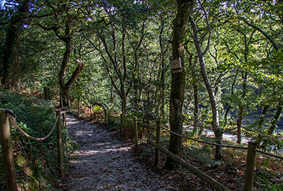 Woodland Walk