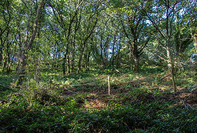 Woodland Walk
