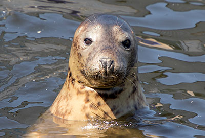 Aayla on 17th June 2018 at Hunstanton SEA LIFE