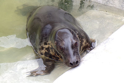 Aayla arrives at her new home - Copyright Cornish Seal Sanctuary 