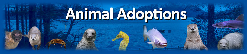 [Animal Adoption]