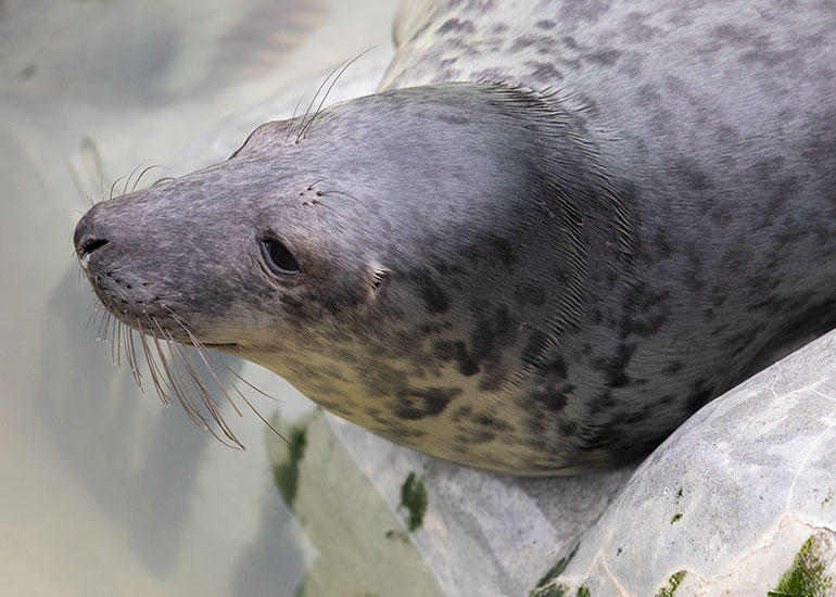 Agadoo, rescued seal pup