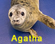 Agatha, a rescued grey seal pup from the 2017/18 season