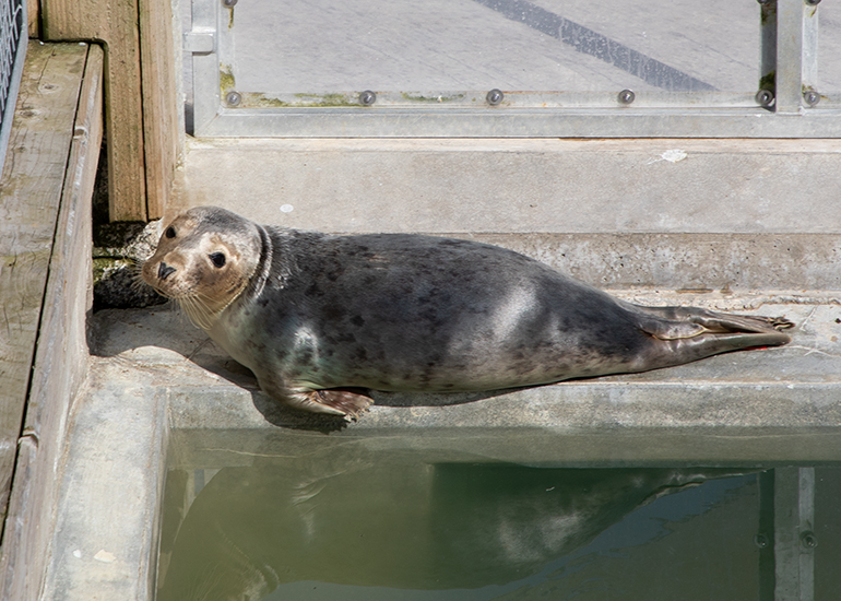 A-ha, rescued seal pup