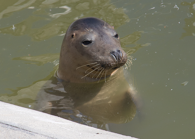 A-ha, rescued seal pup