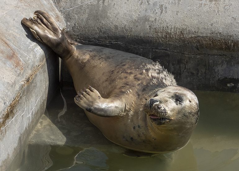 A-ha, rescued seal pup