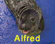 Alfred, a rescued grey seal pup from the 2017/18 season