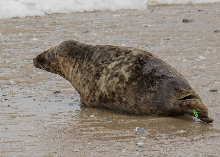 Seal Release - 26th March 2018