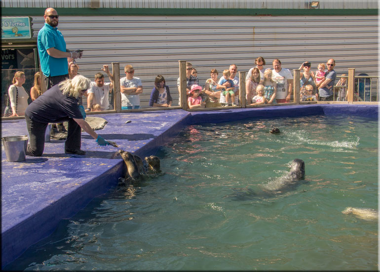 Ally and Joyce feeding the seals