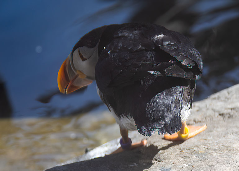 Alma - Puffin