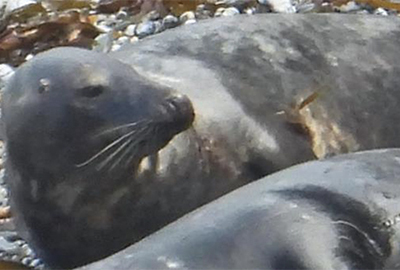 Alpha - 22nd August 2020 by Sue Sayer - CSGRT