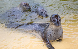 Animal Adoptions