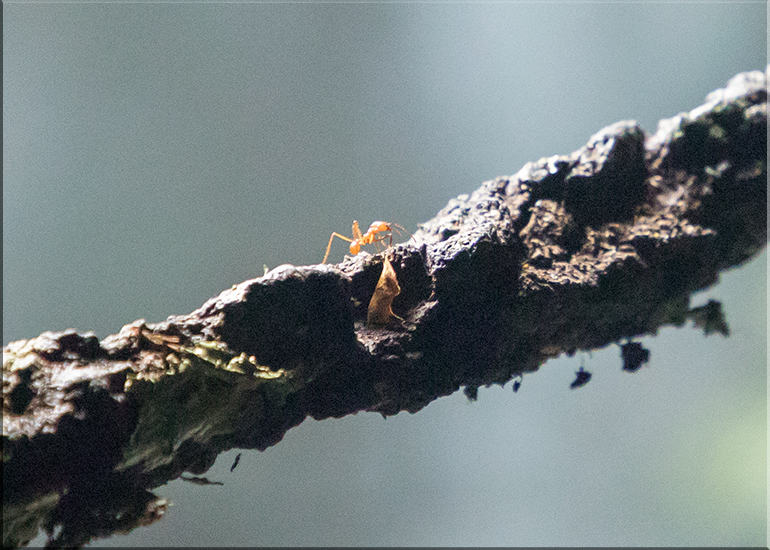 Ants