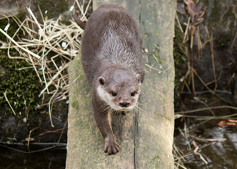 Apricot, Asian short-clawed Otter - 2015