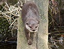 Apricot, Asian short-clawed Otter