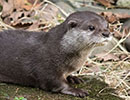 Apricot, Asian short-clawed Otter