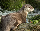 Apricot, Asian short-clawed Otter