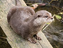Apricot, Asian short-clawed Otter