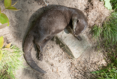 Apricot, Asian short-clawed Otter - May 2019
