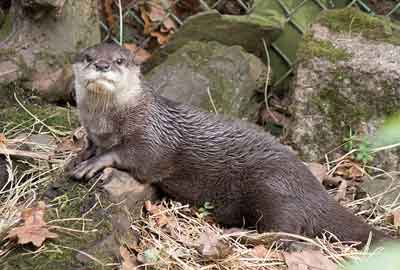 Apricot, Asian short-clawed Otter