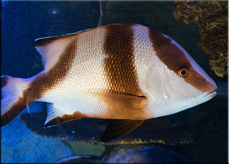 Emperor Snapper (Lutjanus sebae)