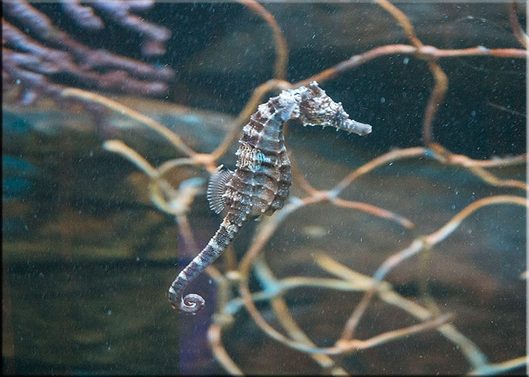 Lined Seahorse (Hippocampus erectus)