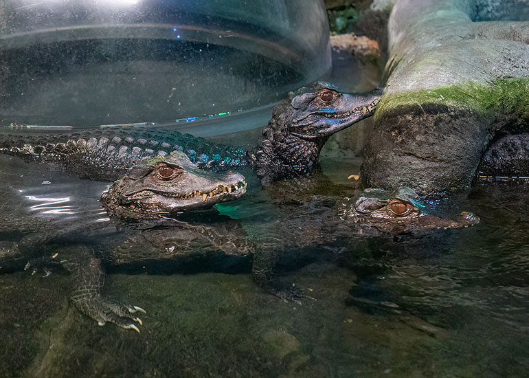 Cuvier's Dwarf Caimen Crocodiles