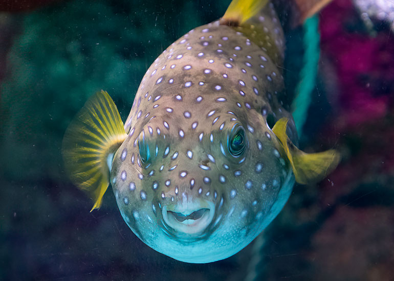 Stars and Stripes Pufferfish
