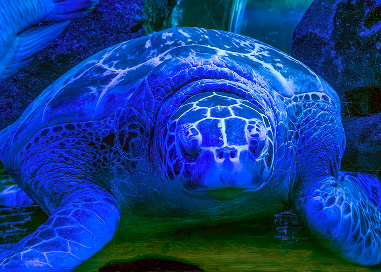 Ernie, the Green Sea Turtle