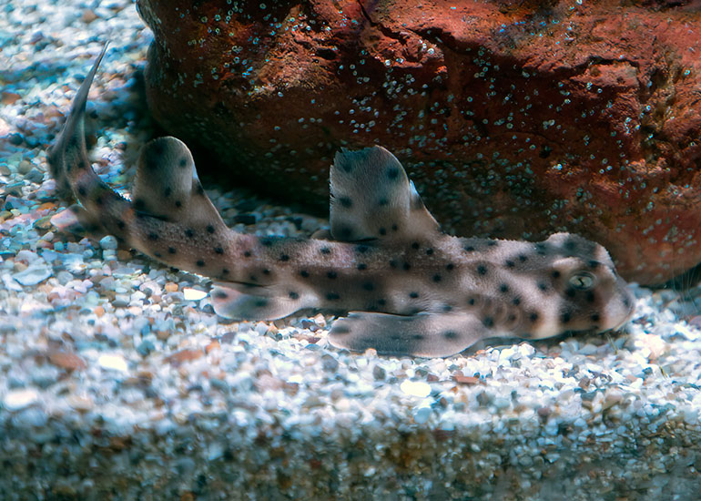Ray