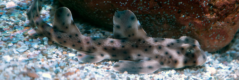 California Horn Shark