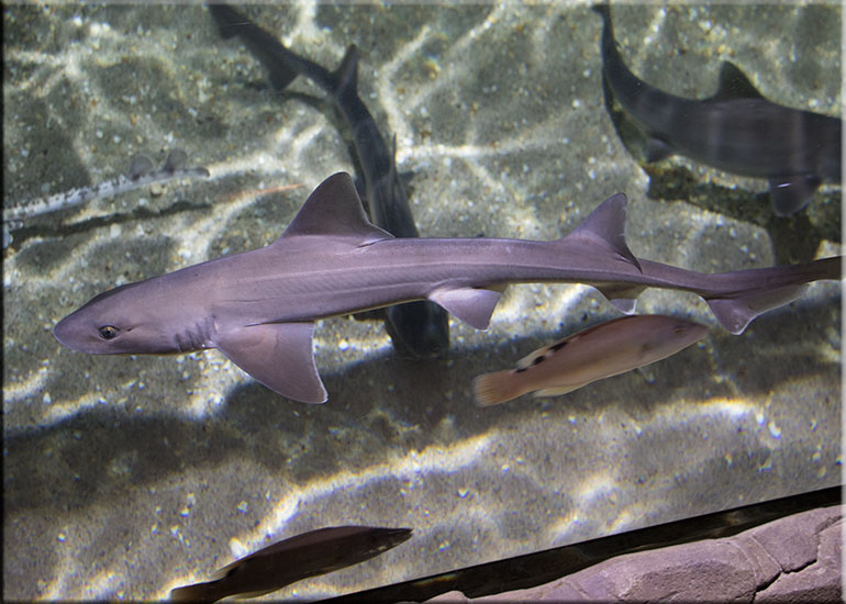 Hunstanton Sea Life Sanctuary