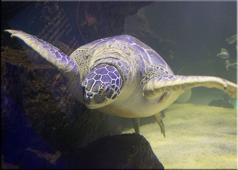 Hunstanton Sea Life Sanctuary
